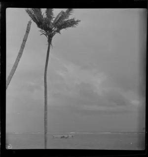 Qantas Catalina flying boat, with palm tree in foreground, Lord Howe Island, Australia