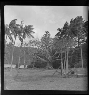 Trees on Lord Howe Island, Australia