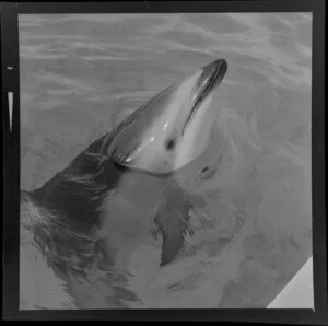 Dolphins in Marineland, Napier