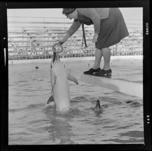 Dolphins in Marineland, Napier