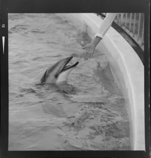 Dolphins in Marineland, Napier