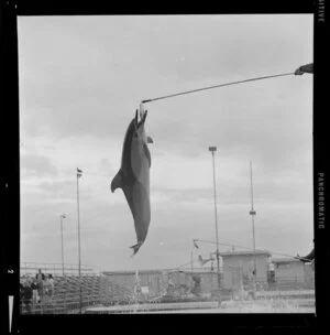 Dolphins in Marineland, Napier