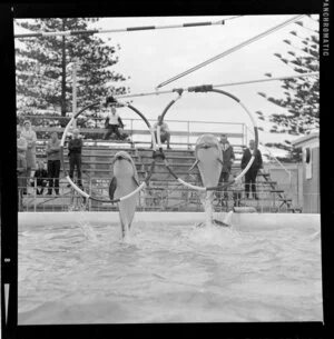 Dolphins in Marineland, Napier