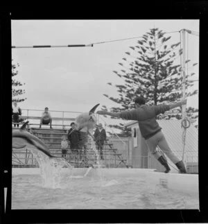 Dolphins in Marineland, Napier