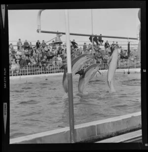 Dolphins in Marineland, Napier