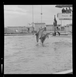 Dolphins in Marineland, Napier