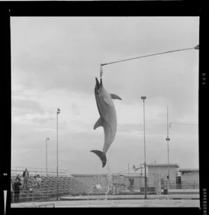 Dolphins in Marineland, Napier