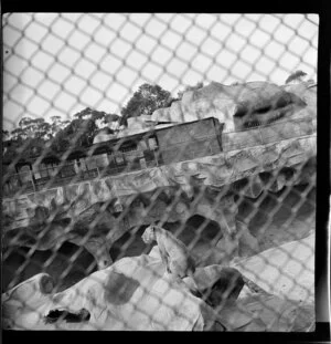 Lioness in enclosure, Sydney Zoo, New South Wales, Australia