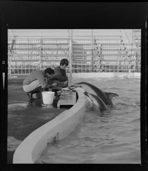 Dolphins in Marineland, Napier