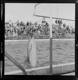 Dolphins in Marineland, Napier