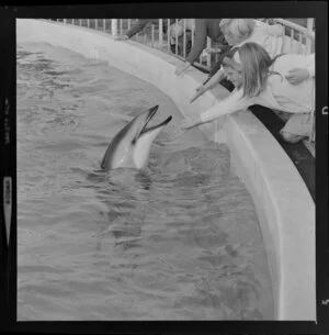 Dolphins in Marineland, Napier