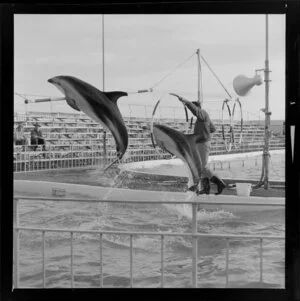Dolphins in Marineland, Napier