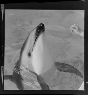 Dolphins in Marineland, Napier