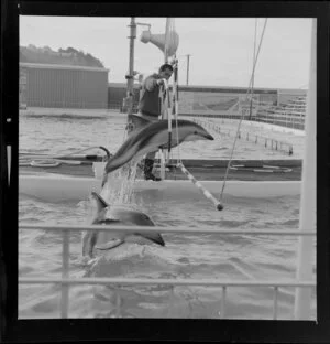 Dolphins in Marineland, Napier