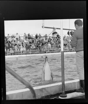 Dolphins in Marineland, Napier