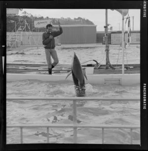 Dolphins in Marineland, Napier