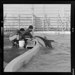 Dolphins in Marineland, Napier