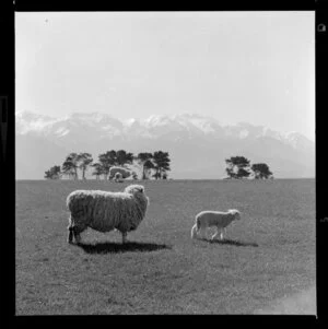 Sheep and lamb, Kaikoura