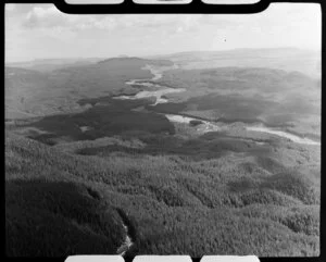 Forest plantations, Atiamuri, Taupo district