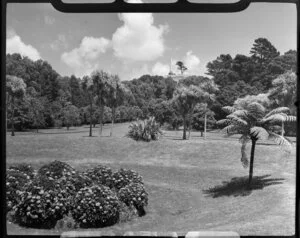 Cornwall Park, Auckland, with One Tree Hill and Obelisk in the background