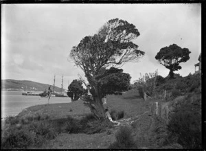 View of Onerahi wharf, with a tree in the foreground with a woman leaning against it