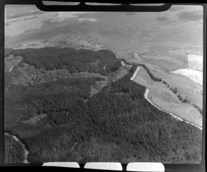 Afforestation at Waerenga, Waikato