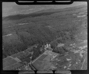 Afforestation, Rotorua area