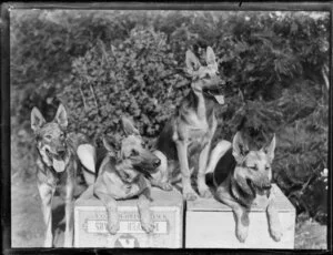 Four German Shepherd dogs