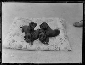 Four Dachshund puppies on a cushion