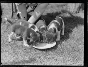 Four [beagle?] puppies drinking from a plate