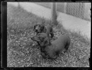 Two Dachshund dogs standing in the grass