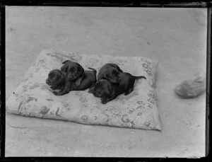 Four Dachshund puppies on a cushion