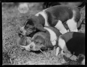 Four puppies sleeping on the grass