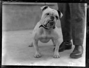 English bulldog