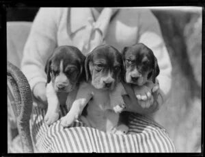 Three [beagle?] puppies being held on the lap of an unidentified woman