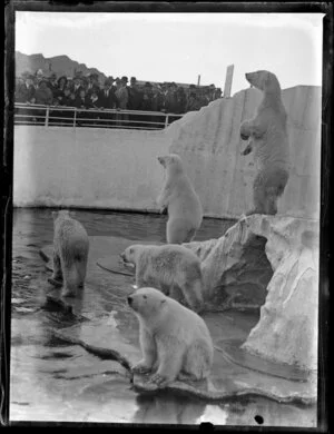 Five polar bears in a cage watching and being watched by a large crowd of people