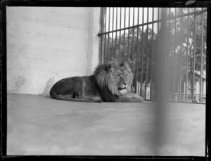 Lion lying in a cage