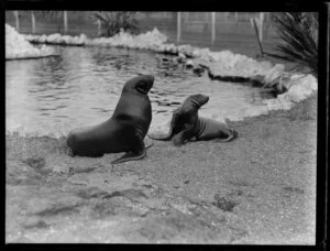Two seals by a pool