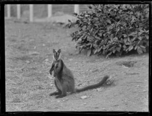 Wallaby in a cage