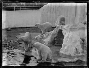 Four polar bears in a cage
