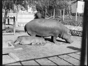 Adult and baby hippopotamus in a cage