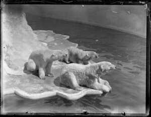 Three polar bears in a cage