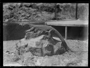 Giant lizard [monitor?] on a rock in a cage