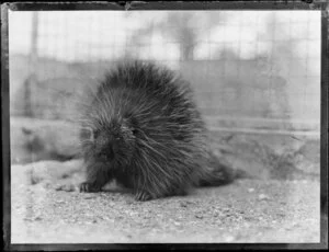 Porcupine in a cage