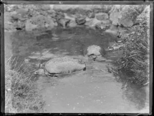 Two turtles in a pool