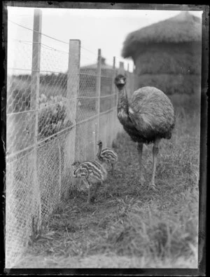 Emu with two chicks in a cage
