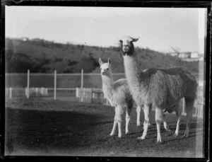 Two llamas in a cage