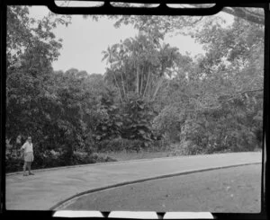 Unidentified man standing on path in garden [Botanic Gardens?], Singapore