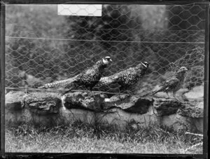 Pheasants in a cage