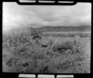 Cattle in the cane, sugar plantations, Lautoka, Fiji